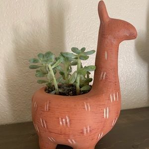 Opal house llama planter